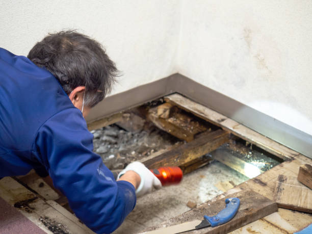 Professional Mold Removal in Howard City, MI