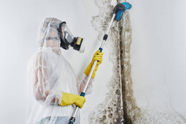 Best Fast Mold Removal  in Howard City, MI