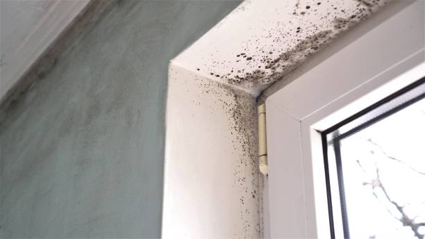 Best Home Mold Removal  in Howard City, MI