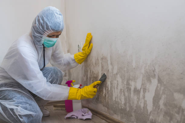 Best Attic Mold Removal  in Howard City, MI