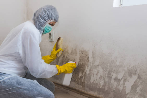 Best Affordable Mold Removal  in Howard City, MI
