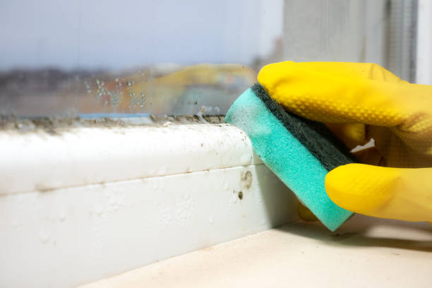 Best Mold Testing and Removal  in Howard City, MI