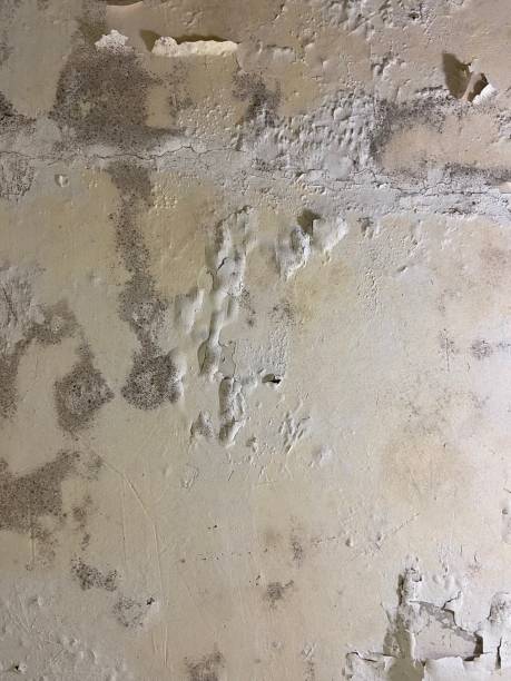 Best Same-Day Mold Removal  in Howard City, MI
