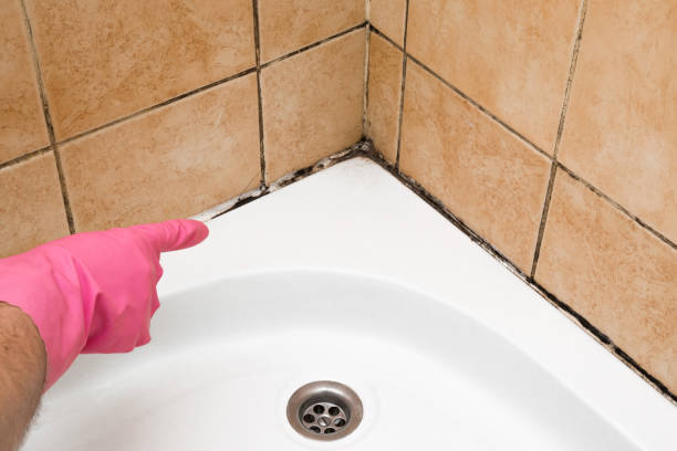 Best Mold Cleaning Services  in Howard City, MI